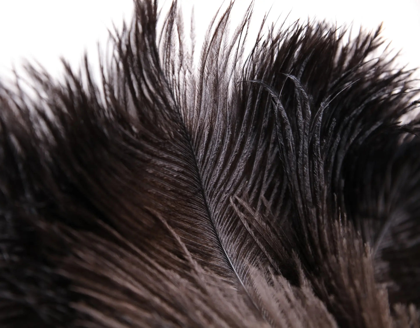 Premium Ostrich Feather Duster | 13, 18, 20 & 28 Inch Sizes